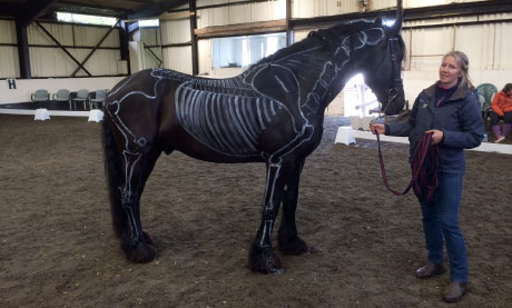 Painted horse demonstration