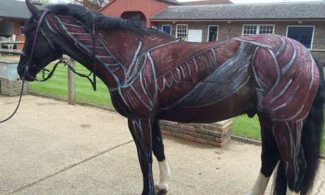 Painted horse demonstration