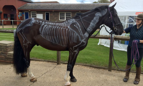 Painted horse demonstration